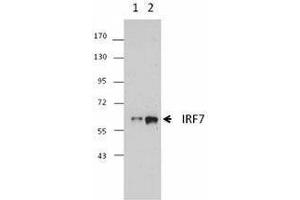 Western Blotting (WB) image for anti-Interferon Regulatory Factor 7 (IRF7) antibody (ABIN2666280) (IRF7 anticorps)