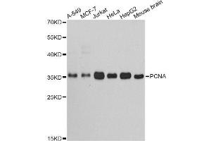 Western blot analysis of extracts of various cell lines, using PCNA antibody. (PCNA anticorps  (AA 1-261))