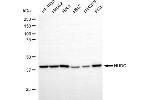 anti-NUDC antibody