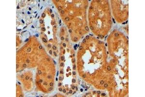 Immunohistochemistry (4μg/ml) staining of paraffin embedded Human Kidney. (TRIM11 anticorps  (C-Term))