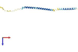 AlphaFold protein structure predicition of Human Recombinant MRFAP1L1 Protein, UniprotID Q96HT8