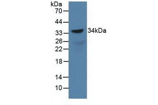 SOX18 anticorps  (AA 153-377)
