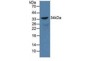 Detection of Recombinant SOX18, Rat using Polyclonal Antibody to Sex Determining Region Y Box Protein 18 (SOX18) (SOX18 anticorps  (AA 153-377))