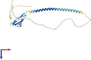 AlphaFold protein structure predicition of Human Recombinant SUSD3 Protein, UniprotID Q96L08