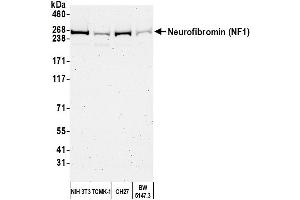 Western Blotting (WB) image for anti-Neurofibromin 1 (NF1) (C-Term) antibody (ABIN7449677)