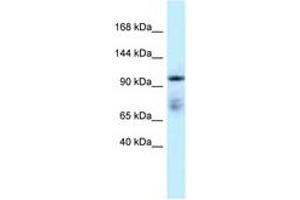 anti-Microtubule Associated Monoxygenase, Calponin and LIM Domain Containing 1 (MICAL1) (C-Term) antibody