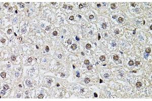 Immunohistochemistry of paraffin-embedded Mouse liver using POP4 Polyclonal Antibody at dilution of 1:100 (40x lens). (RPP29 anticorps)