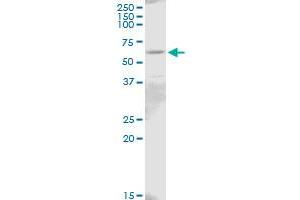 IL18R1 MaxPab polyclonal antibody. (IL18R1 anticorps  (AA 1-541))