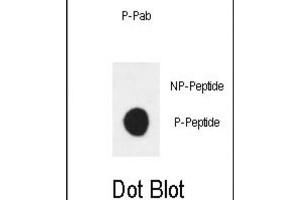 Dot Blot (DB) image for anti-Receptor Tyrosine-Protein Kinase ErbB-3 (ERBB3) (pTyr1289) antibody (ABIN3001920)