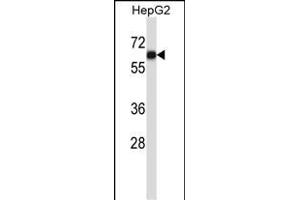 IGO1 Antibody (C-term) (ABIN657604 and ABIN2846602) western blot analysis in HepG2 cell line lysates (35 μg/lane). (AMIGO1 anticorps  (C-Term))