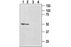 Western blot analysis of rat (lanes 1 and 3) and mouse (lanes 2 and 4) brain lysates: - 1,2.