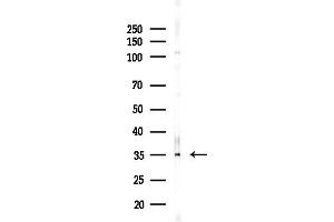 anti-CDC42 Effector Protein (Rho GTPase Binding) 3 (CDC42EP3) (Internal Region) antibody