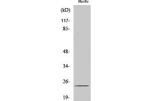 anti-SUMO/sentrin Specific Peptidase Family Member 8 (SENP8) (AA 130-210) antibody