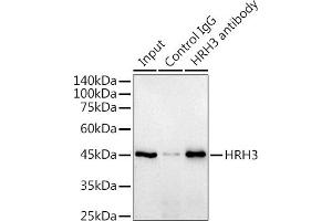 Immunoprecipitation analysis of 300 μg extracts of Raji cells using 3 μg HRH3 antibody (ABIN7267661). (HRH3 anticorps)