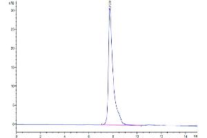 The purity of Biotinylated Human SLAMF1 is greater than 95 % as determined by SEC-HPLC.