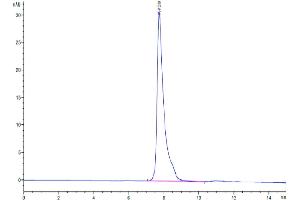 The purity of Biotinylated Human SLAMF1 is greater than 95 % as determined by SEC-HPLC. (SLAMF1 Protein (AA 21-237) (His-Avi Tag,Biotin))