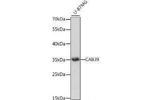 Western blot analysis of extracts of U-87MG cells using CAB39 Polyclonal Antibody at dilution of 1:1000. (CAB39 anticorps)