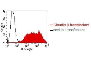 . BOSC23 cells were transiently transfected with an expression vector encoding either Claudin 9 (red curve) or an irrelevant protein (control transfectant). Binding of YD-4E9 was detected with a PE conjugated secondary antibody. A positive signal was obtained only with Claudin 9 transfected cells. (Claudin 9 anticorps)