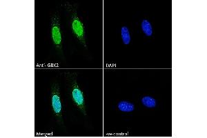 ABIN334408 Immunofluorescence analysis of paraformaldehyde fixed HeLa cells, permeabilized with 0. (GBX2 anticorps  (Internal Region))