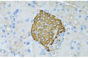 Immunohistochemistry of paraffin-embedded Rat pancreas using TEFM Polyclonal Antibody at dilution of 1:100 (40x lens). (TEFM anticorps)