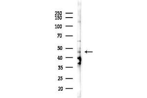 Western blot analysis of lysates from HepG2 cells(heat-shock,45 min treatment), using GCDH Antibody at 1/1000 dilution.