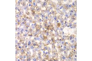 Immunohistochemistry of paraffin-embedded rat liver using HAPLN1 antibody. (HAPLN1 anticorps)