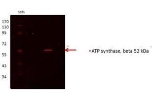 ATP5B antibody - N-terminal region  validated by WB using Proximal kidney tubules purfied from cortex at 1:1000.