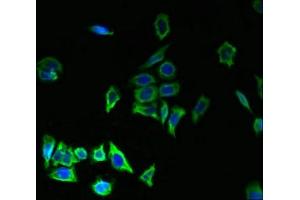 Immunofluorescent analysis of LO2 cells using ABIN7173099 at dilution of 1:100 and Alexa Fluor 488-congugated AffiniPure Goat Anti-Rabbit IgG(H+L)
