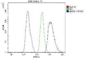 Flow Cytometry analysis of A431 cells using anti-ARNTL2 antibody (ABIN6719445). (ARNTL2 anticorps  (AA 461-575))