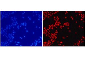 Immunofluorescence analysis of 293T cells using DiMethyl-Histone H4-K20 Polyclonal Antibody (Histone H4 anticorps  (2meLys20))