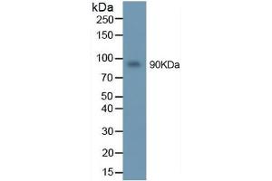 Mouse Capture antibody from the kit in WB with Positive Control: U937 cell lysate. (MMP 9 Kit ELISA)