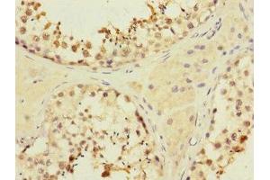 Immunohistochemistry of paraffin-embedded human testis tissue using ABIN7160377 at dilution of 1:100 (MYBL1 anticorps  (AA 503-752))