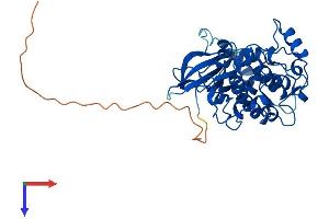 AlphaFold protein structure predicition of Human Recombinant PRKX Protein, UniprotID P51817