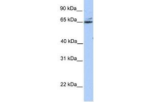 Western Blotting (WB) image for anti-Glutamic Pyruvate Transaminase (Alanine Aminotransferase) 2 (GPT2) antibody (ABIN2459251) (GPT2 anticorps)