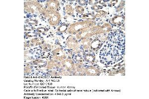 Rabbit Anti-EXOSC7 Antibody  Paraffin Embedded Tissue: Human Kidney Cellular Data: Epithelial cells of renal tubule Antibody Concentration: 4. (EXOSC7 anticorps  (N-Term))