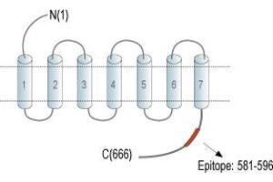 anti-Frizzled Family Receptor 3 (FZD3) (AA 581-596), (C-Term), (Intracellular) antibody