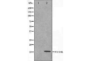 Western blot analysis on HeLa cell lysate using p15 INK Antibody. (CDKN2B anticorps  (Internal Region))