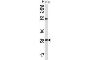 TSN Antibody (Center) western blot analysis in Hela cell line lysates (35 µg/lane). (Translin anticorps  (Middle Region))
