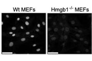 Image no. 4 for anti-High Mobility Group Box 1 (HMGB1) antibody (ABIN1176834) (HMGB1 anticorps)