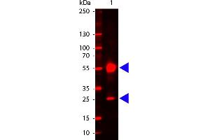 Human IgG (H&L) Antibody 680 Conjugated - Western Blot. (Chèvre anti-Humain IgG (Heavy & Light Chain) Anticorps (DyLight 680) - Preadsorbed)