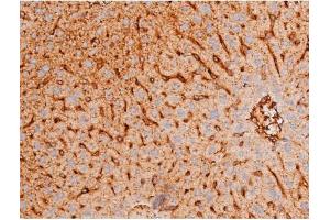 ABIN6267578 at 1/200 staining Mouse liver tissue sections by IHC-P. (FOXO4 anticorps  (pThr451))