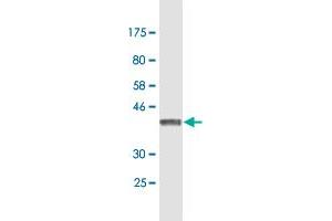 Western Blot detection against Immunogen (39.