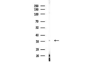 anti-Prostaglandin Reductase 1 (PTGR1) (Internal Region) antibody