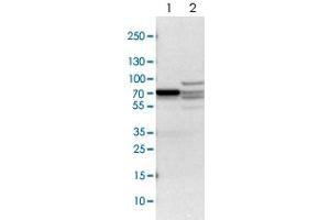 Western blot analysis of Lane 1: NIH-3T3 cell lysate (Mouse embryonic fibroblast cells), Lane 2: NBT-II cell lysate (Rat Wistar bladder tumour cells) with DPYSL2 polyclonal antibody  at 1:100-1:500 dilution. (DPYSL2 anticorps)