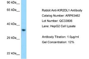 Western Blotting (WB) image for anti-Killer Cell Immunoglobulin-Like Receptor, Two Domains, Long Cytoplasmic Tail, 1 (KIR2DL1) (C-Term) antibody (ABIN2789507) (KIR2DL1 anticorps  (C-Term))