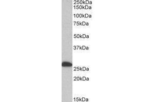 AP21283PU-N ETFB antibody staining of Human Liver lysate at 0. (ETFB anticorps  (Internal Region))