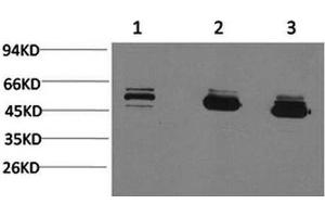 Western Blot analysis of 1) MCF7, 2) Mouse brain, 3) Rat brain with MICU1 Monoclonal Antibody. (MICU1 anticorps)