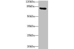 Western blot All lanes: RAD17 antibody at 12 μg/mL + Mouse thymus tissue Secondary Goat polyclonal to rabbit IgG at 1/10000 dilution Predicted band size: 78, 76, 58, 67 kDa Observed band size: 78 kDa (RAD17 anticorps  (AA 1-270))
