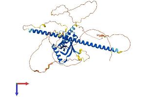 AlphaFold protein structure predicition of Human Recombinant NOS1AP Protein, UniprotID O75052