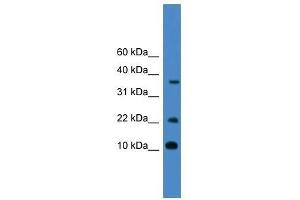 CASP4 antibody used at 0.